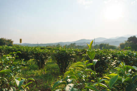 Beautiful fresh green tea plantation in Asian country, Chiangrai Thailandの写真素材