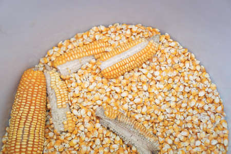 Corn cob and  grains for feeding animalの写真素材
