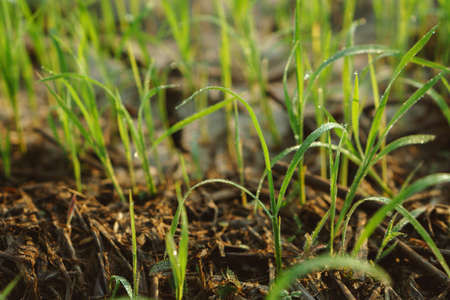 Small rice plants at rice field in Asian country with morning lightの写真素材