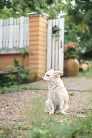 A half bleed poodle dog stand guard the house gateの写真素材