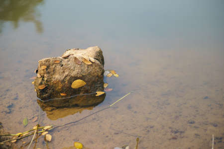 A rock stuck with leaves in clear waterの写真素材