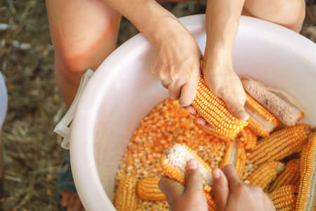 Worker Woman's hands holding a corn cob and separating the grains to a seed for feeding animalの写真素材