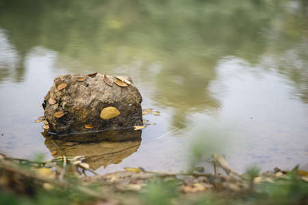 A rock stuck with leaves in clear waterの写真素材