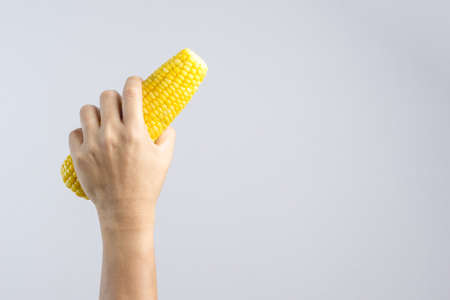 Hand holding boiled sweet corn on white background