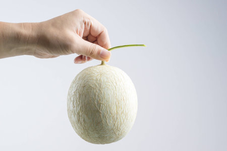 Hand holding cantaloupe melon on white backgroundの写真素材