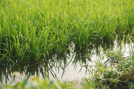 Small rice plants with full water at rice field in Asian country, with some ambient sound of water, birds and bugの写真素材