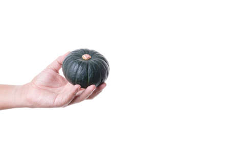 Hand holding small Japanese pumpkin or kabocha, winter squash on white backgroundの写真素材