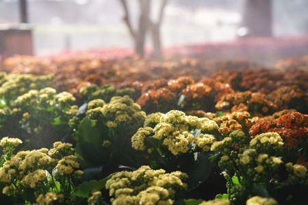Kalanchoe Blossfeldiana with spray fog at flower garden