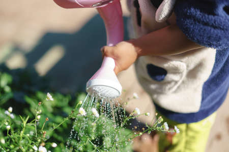 Kid hand watering flower in the morning