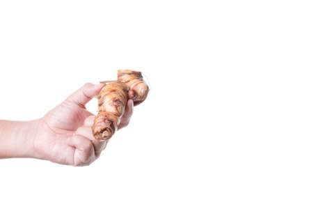 Hand holding dried greater galangal, an essential ingredient in Thai food and some herbal medicine on white backgroundの写真素材