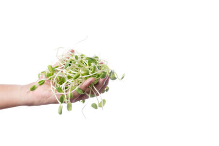 Hand holding fresh green young sunflower sprout for making food on white backgroundの写真素材