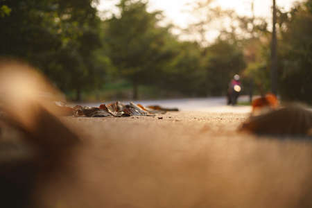 Rural street with dried leave at evening