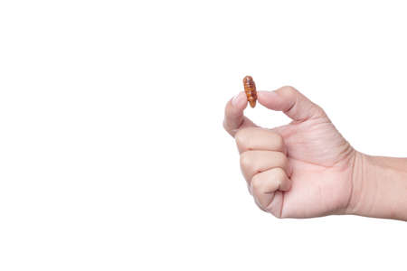 Hand holding deep fried silkworm larva, an insect full of protein, famous thai street food on white backgroundの写真素材