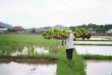 Asian farmer lifting paddy rice seedling for planting in agriculture fieldの写真素材