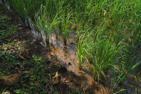 Flooded paddy field for rice plant as sustainable agriculture at Asian countryside