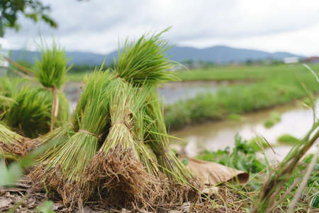 Paddy rice seedling for planting in flooded agriculture fieldの写真素材