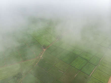 Morning cloud fog or mist over the agriculture field at Asian countrysideの写真素材