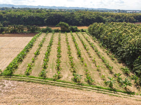 Small plant or crop plantation in the middle of rice field in Asian countryのeditorial素材