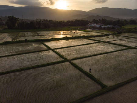 Farmer check flood paddy field with rice plant for grass and insects picking in Asian countryのeditorial素材