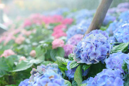 Colorful purple hydrangea flower in garden