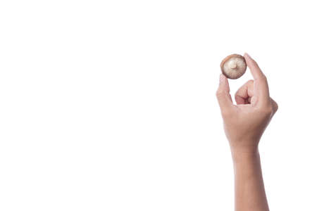 Hand holding fresh shiitake mushroom on white backgroundの写真素材