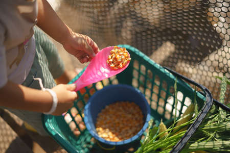 Asian boy about 2 year and 3 months help feeding food for ducks with corn grainの写真素材