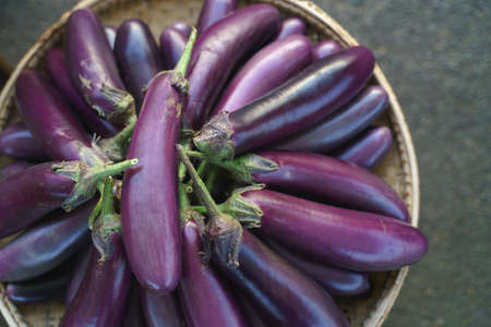 Fresh purple eggplant in organic farmの写真素材