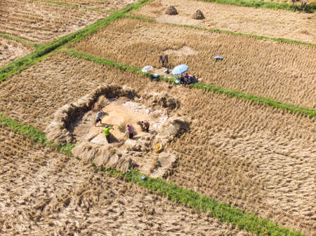 Thai traditional rice threshing or beating for grain and seed after harvesting process by peasantry at paddy field in Asian countryの写真素材
