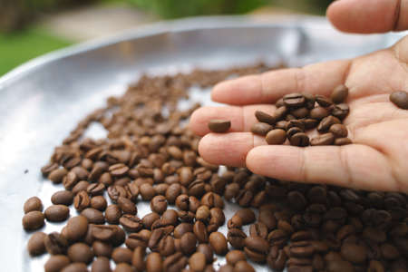 Hand picking bad roasted coffee beans from roasting process
