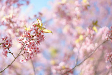 Blooming Wild Himalayan Cherry (Prunus cerasoides) or pink sakura in Thailand
