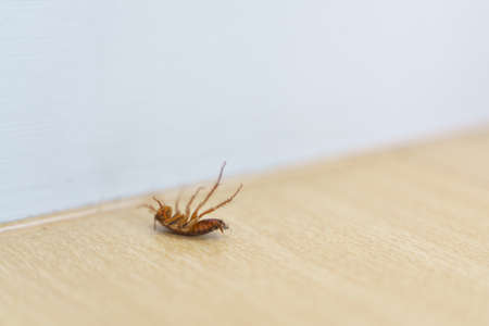 Dying and struggling cockroach lie on back from pest killer on the floorの写真素材