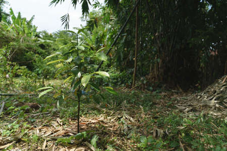 Small green mangosteen plant in Asian tropical gardenの写真素材