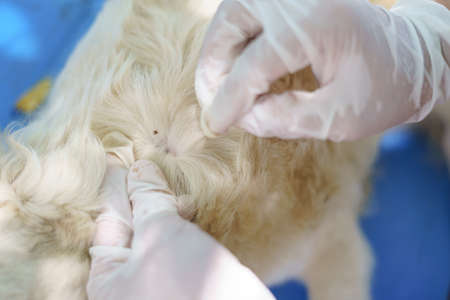Asian woman taking care of the dog by finding tick on itの写真素材