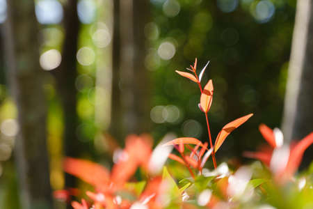 Strong wind blow on windy day hit Christina tree plant in the tropical garden