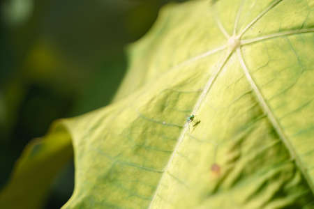 Golden green long legged fly, a pest bug on tree plant leafの写真素材