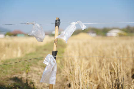 Used plastic bag tied to high voltage security steel wire in rice paddy field as border for preventing stray cow and cattle or animal in Asian countrysideの写真素材