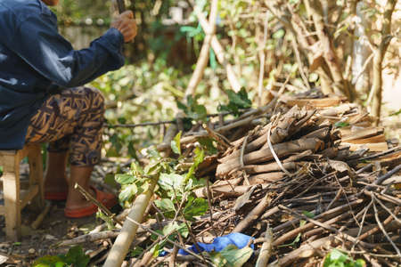 Cutting or trimming, prune mulberry dormant tree branch for better grow in late winterの写真素材