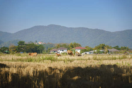Cow eating hay grass at rice field with heat wave from hot temperature in Asian countryside house and temple in background