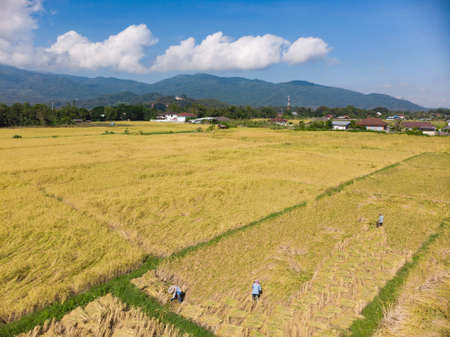Dry rice plant harvest and gathering for threshing grain and seed by peasantry at paddy field in Asian countryの写真素材