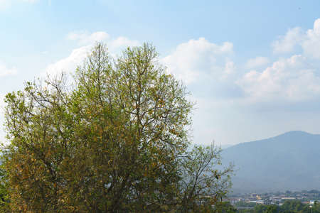 Dry and fallen tree leave with mountain background in cold season at Asian country, Thailand