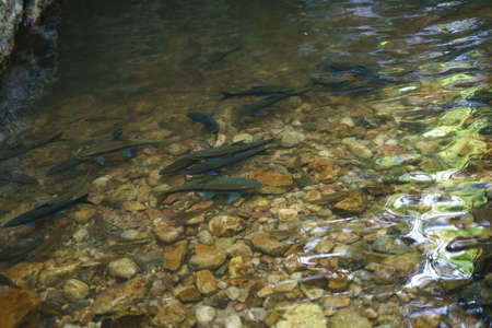 Mahseer barb fish in the natural waterfall at Asian country, thailand