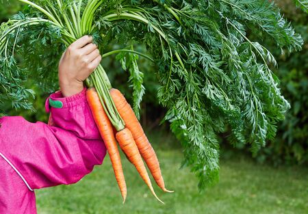 Bunch of fresh organic carrot in chids handsの写真素材