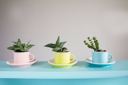 Three succulent in multicolor cups on the blue wooden tableの写真素材