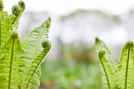 Leaves of young spring fern in springの写真素材