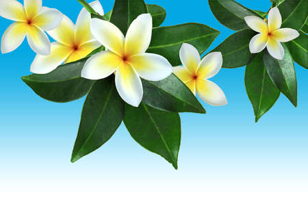 tropical flowersの写真素材