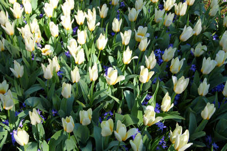 White tulips growing in the garden in the sun outdoorの写真素材