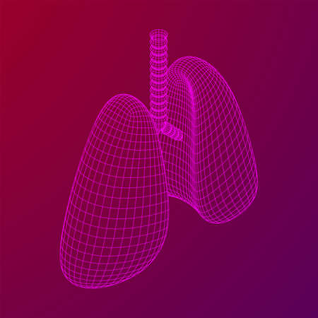 Lungs with trachea bronchi internal organ human. Pulmonology medicine science technology concept. Wireframe low poly mesh vector illustrationのイラスト素材