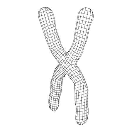 Chromosome scientific medicine education concept. Wireframe low poly mesh vector illustrationのイラスト素材
