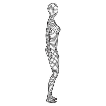 Female or woman anatomy. Body biology medicine education concept. Wireframe low poly mesh vector illustration.のイラスト素材