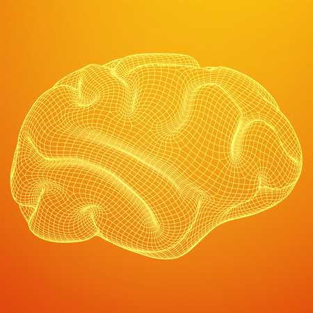 brain. Low poly abstract digital human brain. neural networks. IQ testing, artificial intelligence virtual emulation science technology concept. Wireframe low poly mesh vector illustration.のイラスト素材